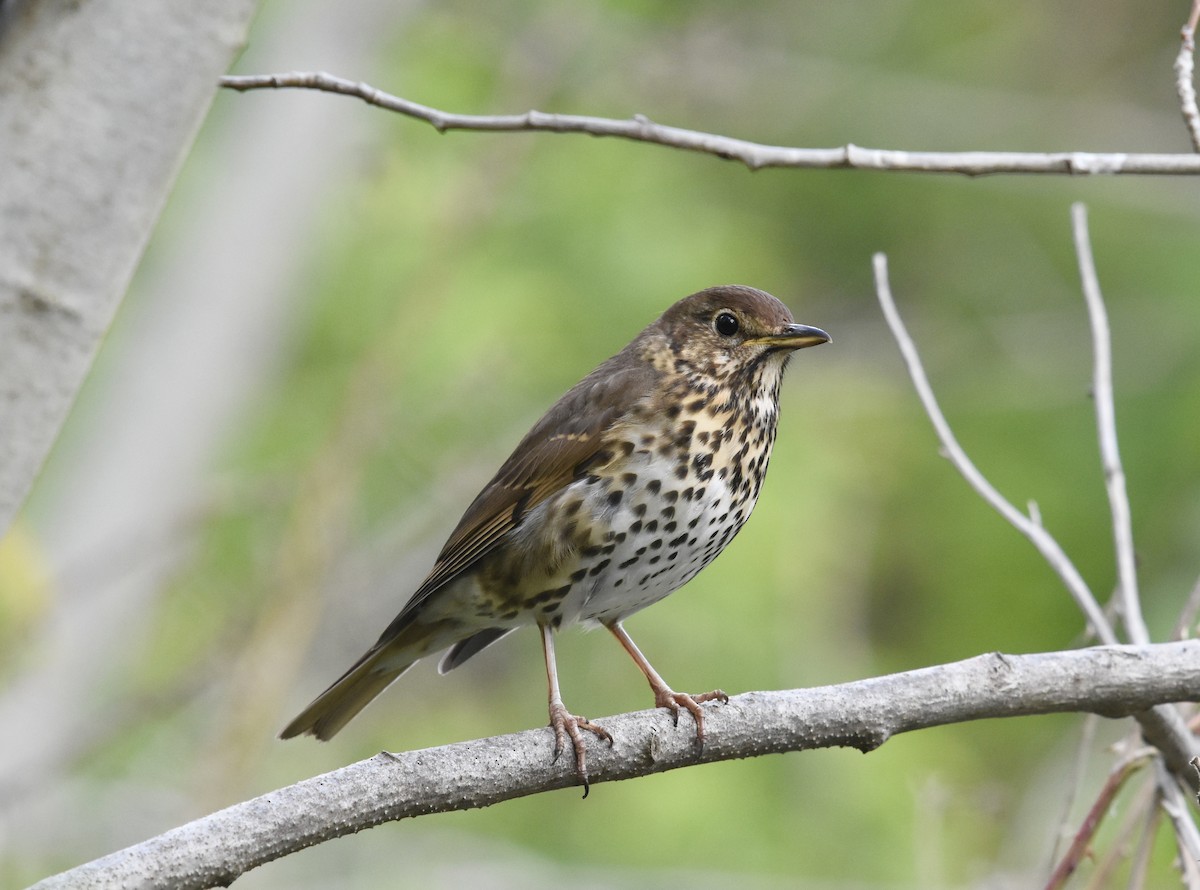 Song Thrush - ML563030631