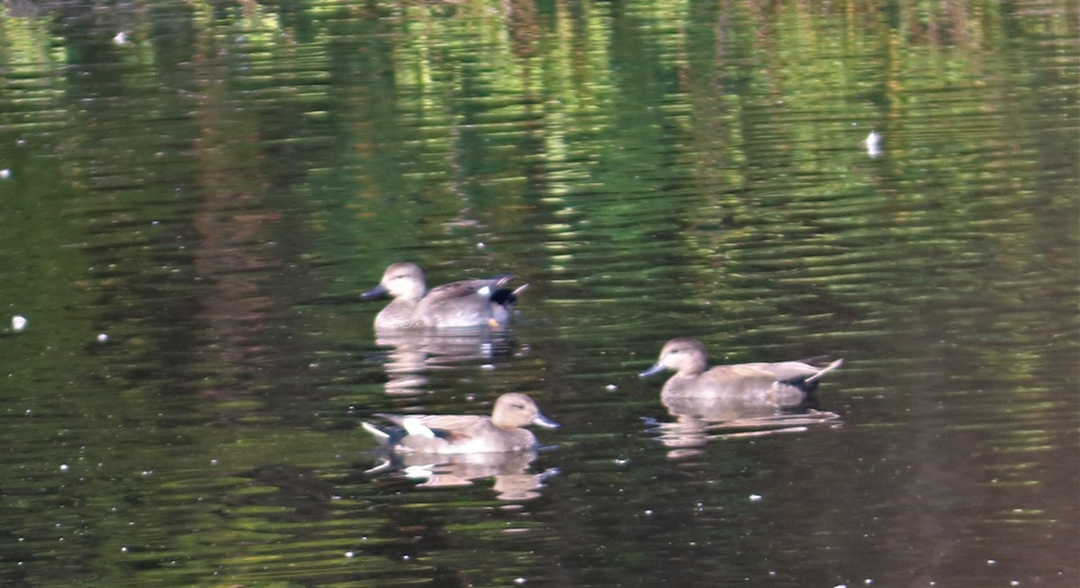 Gadwall - ML563030651