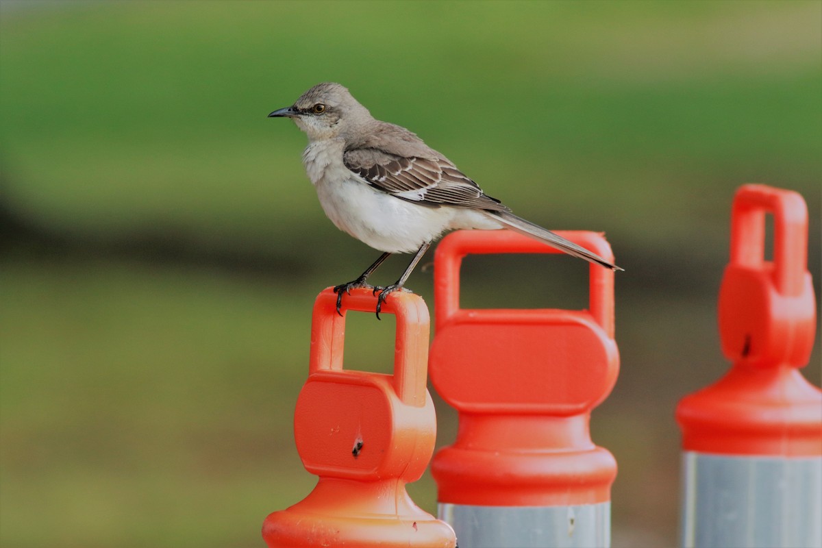 Northern Mockingbird - ML56303071