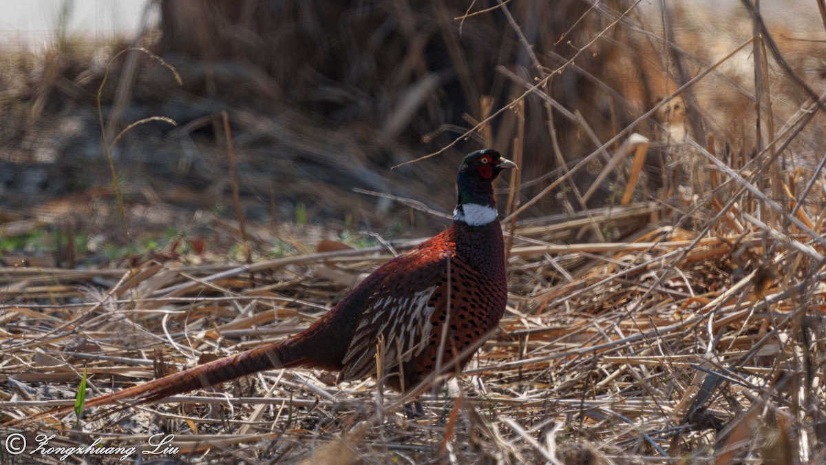 Ring-necked Pheasant - ML563030771