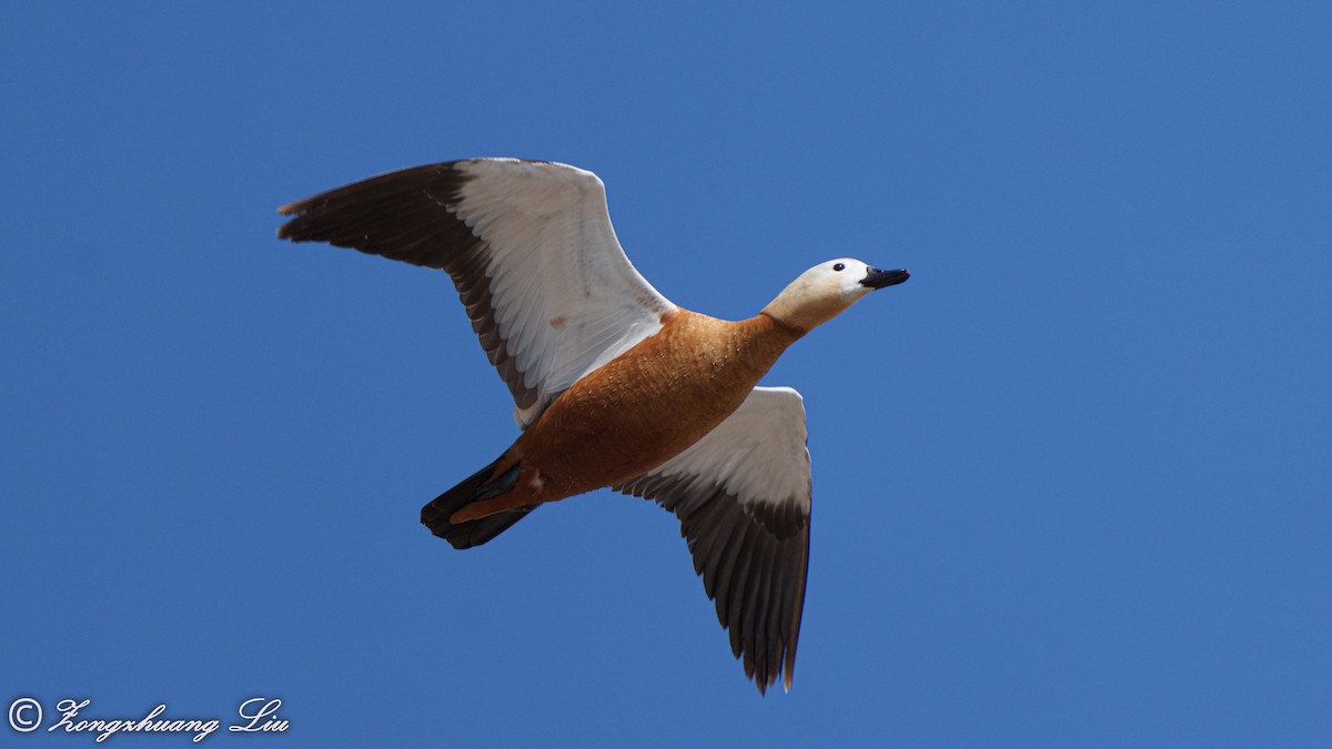 Ruddy Shelduck - Zongzhuang Liu