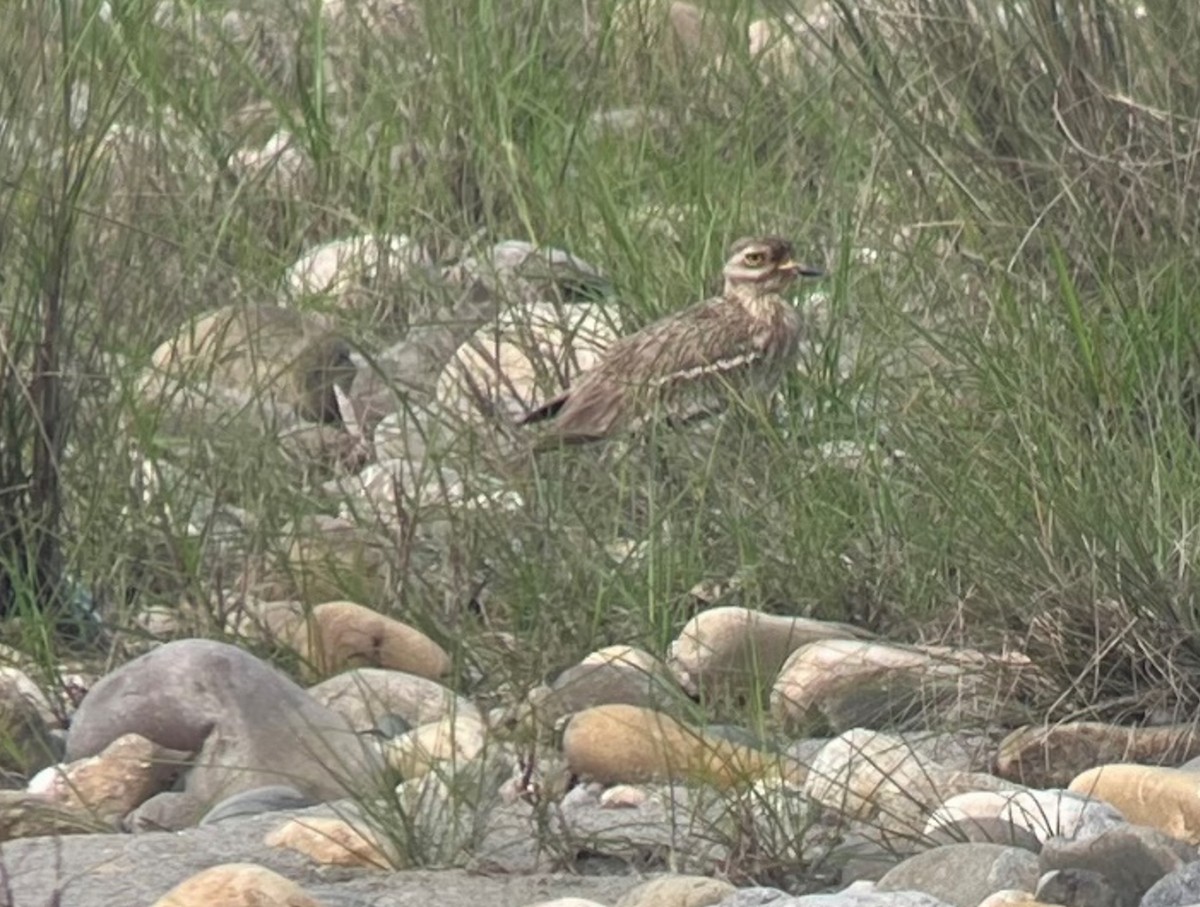 Indian Thick-knee - ML563032291