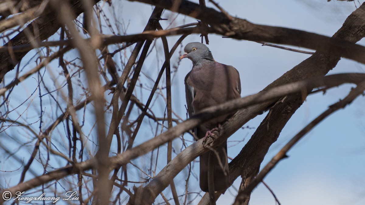 Common Wood-Pigeon - Zongzhuang Liu