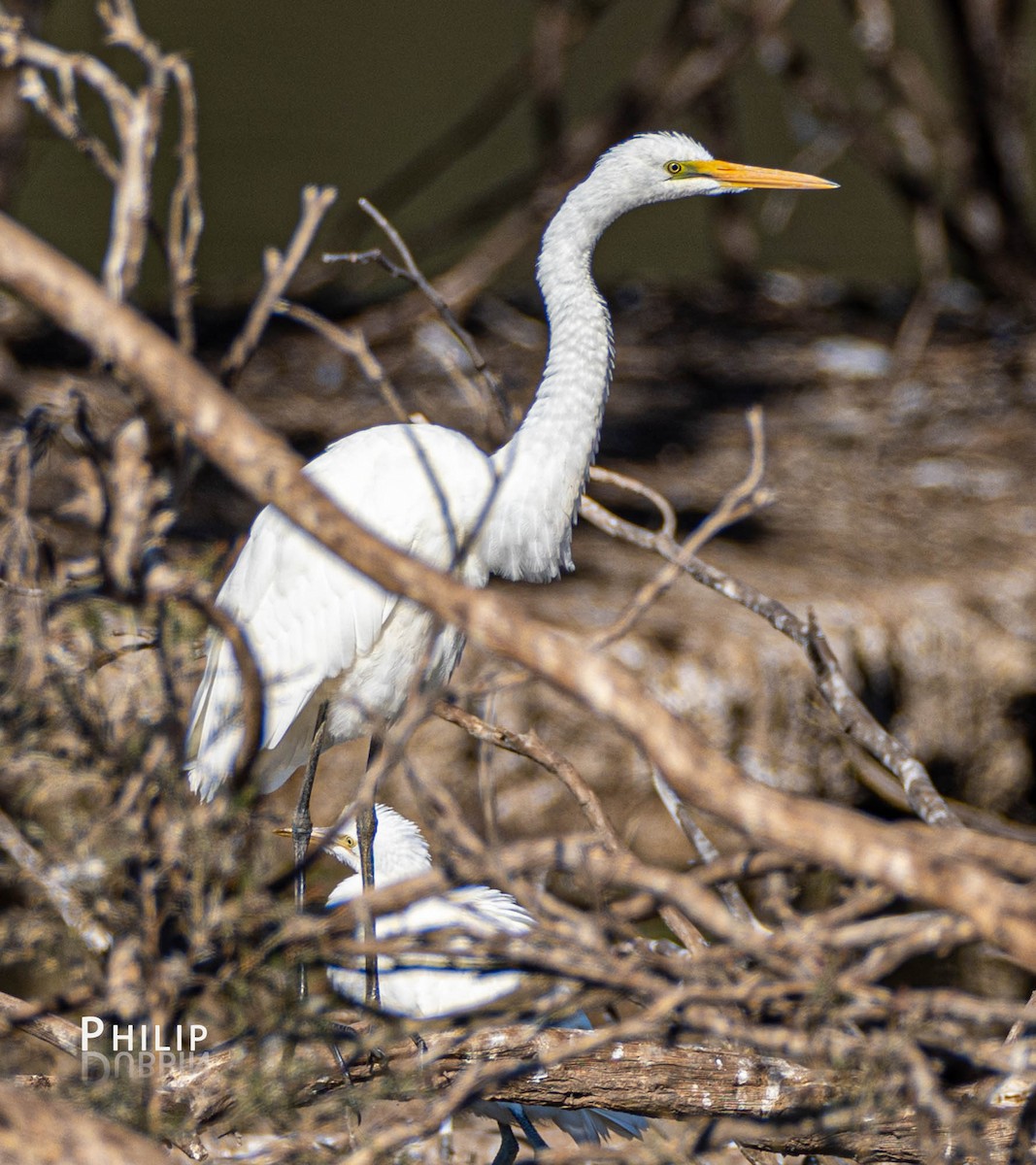 Great Egret - ML563032461