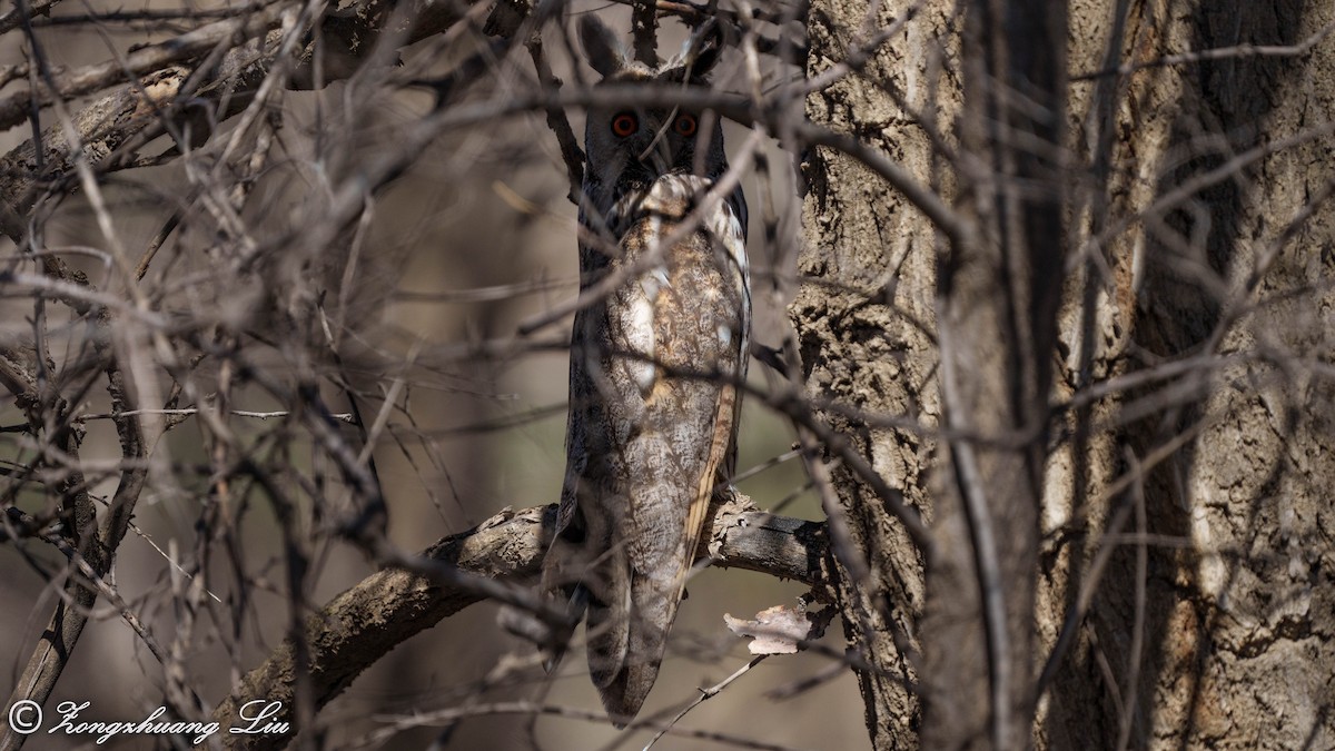 Long-eared Owl - ML563032711