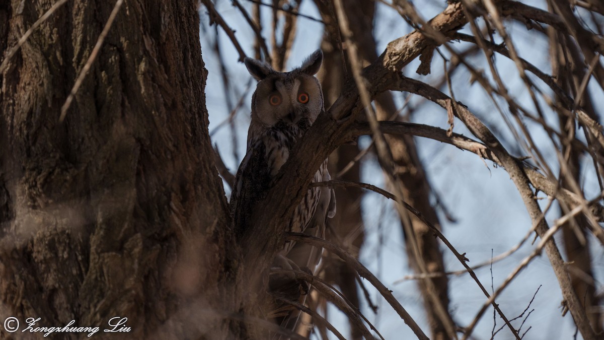 Long-eared Owl - Zongzhuang Liu