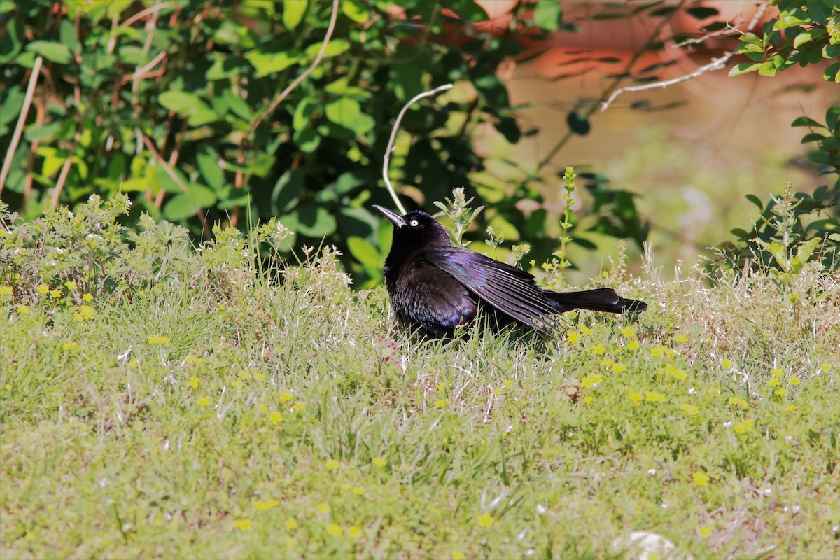 Common Grackle - ML56303331