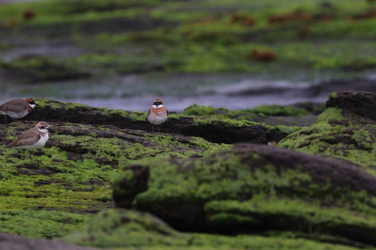 Siberian/Tibetan Sand-Plover - Chi-Hsuan Shao