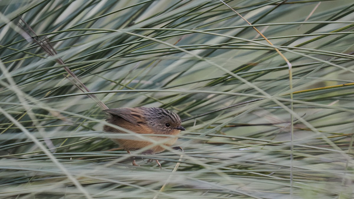 Southern Emuwren - ML563034001