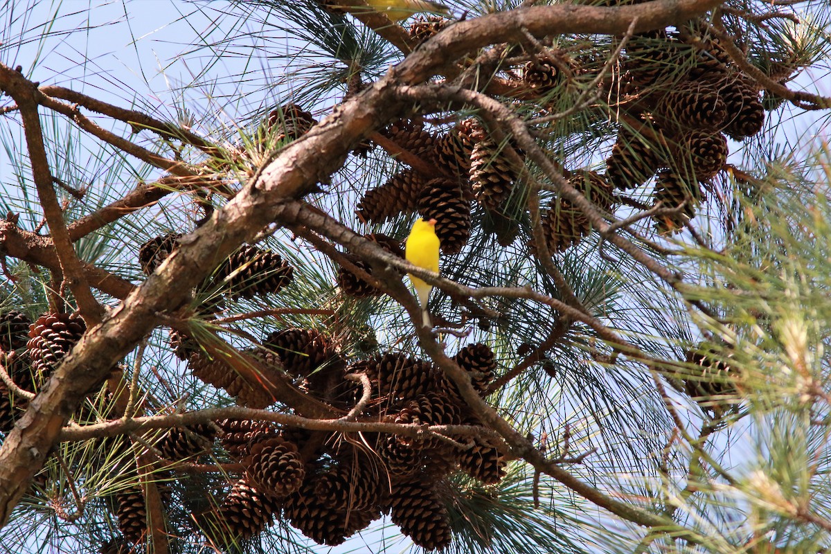 American Goldfinch - ML56303401