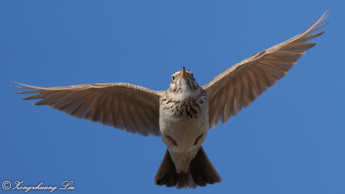 Crested Lark - Zongzhuang Liu