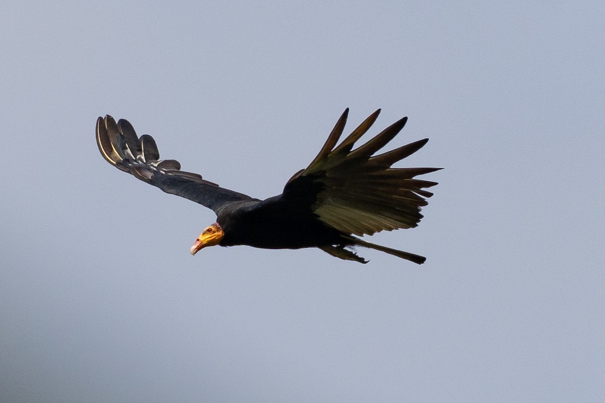 Greater Yellow-headed Vulture - ML563037491