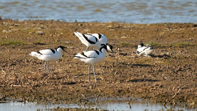 Pied Avocet - ML563037741