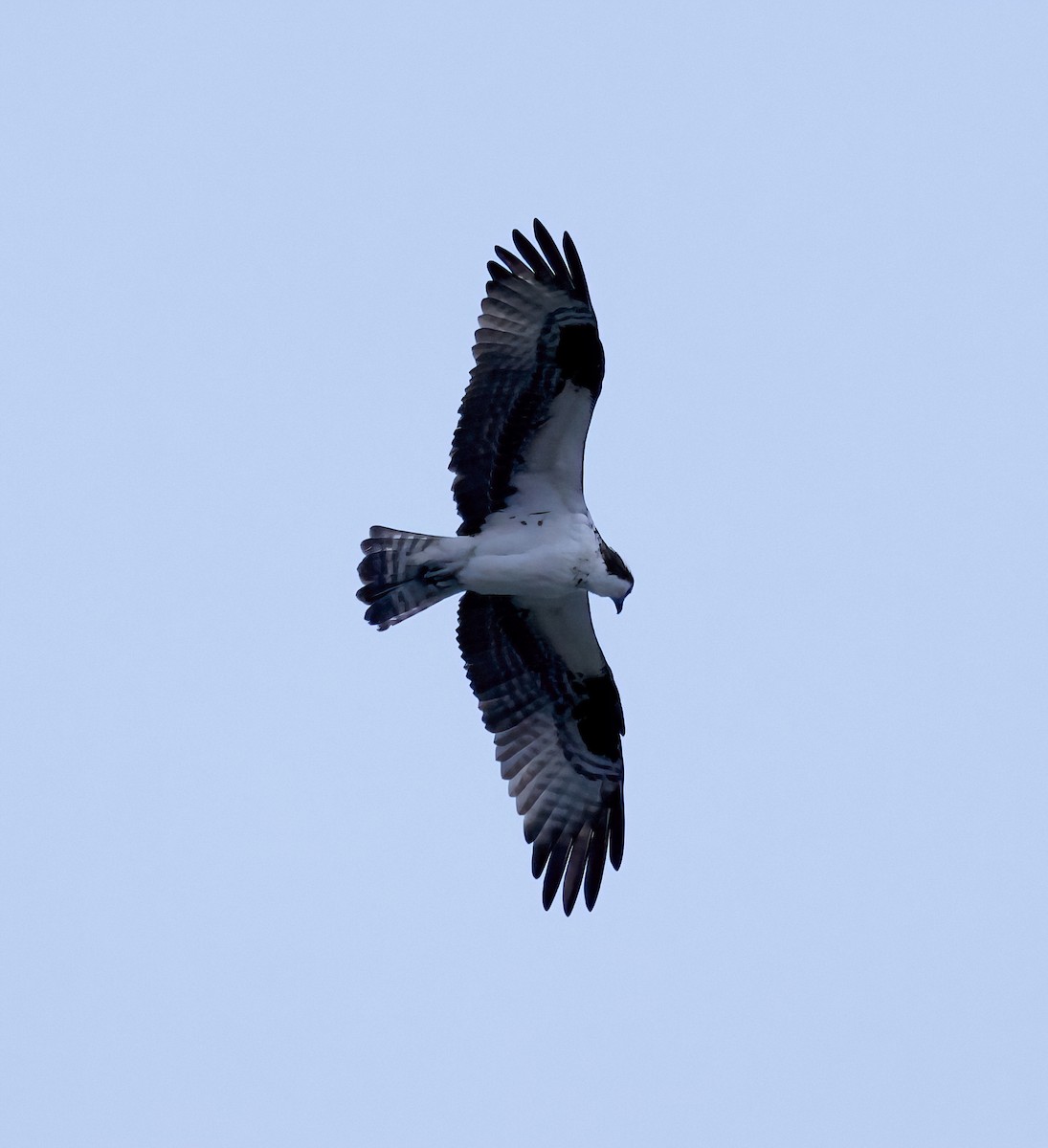 Osprey - ML563039621