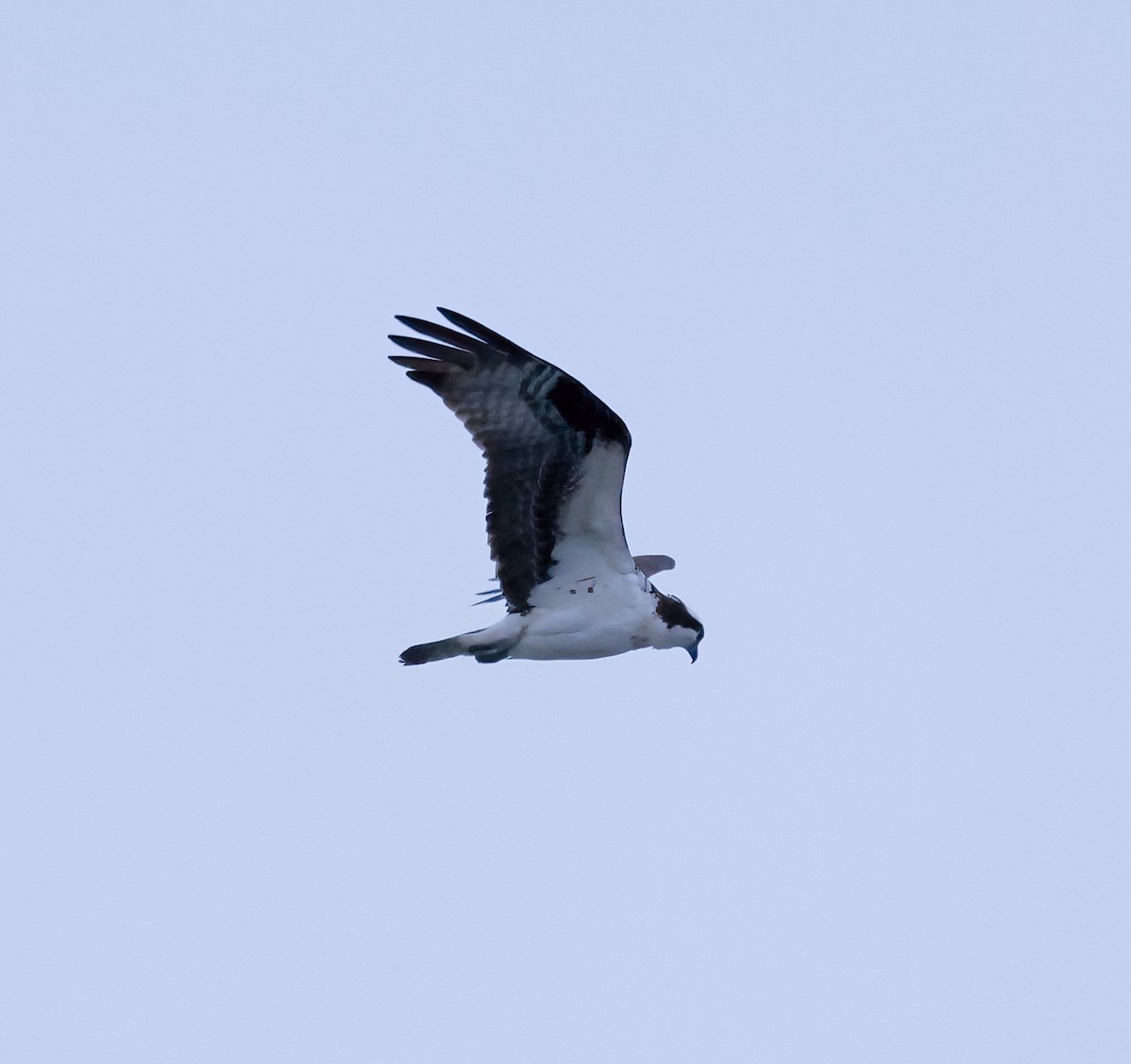 Osprey - ML563039661