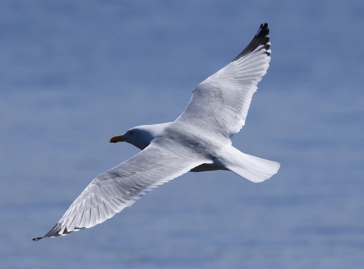 Herring Gull - ML563040161