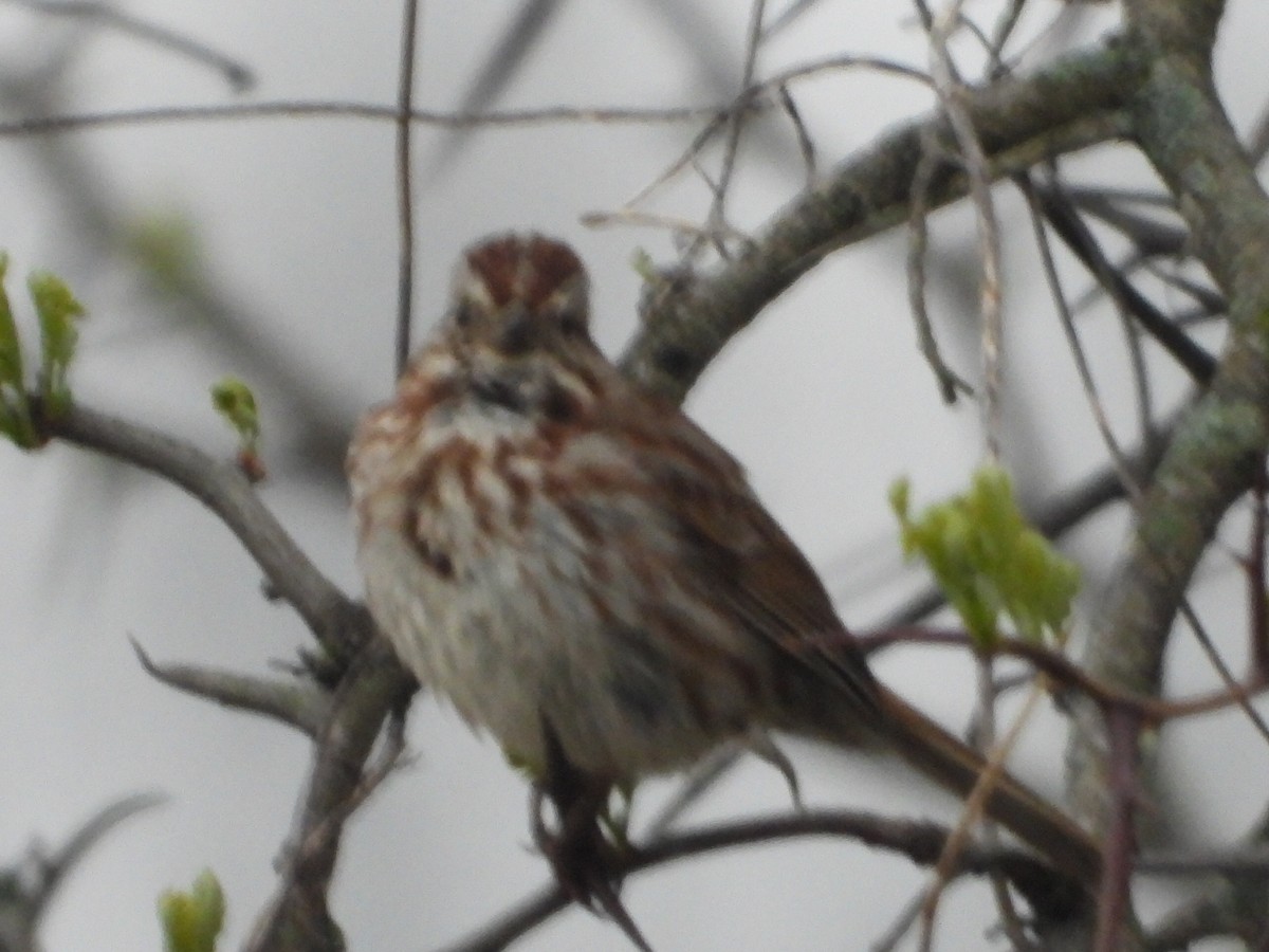 Song Sparrow - ML563040431