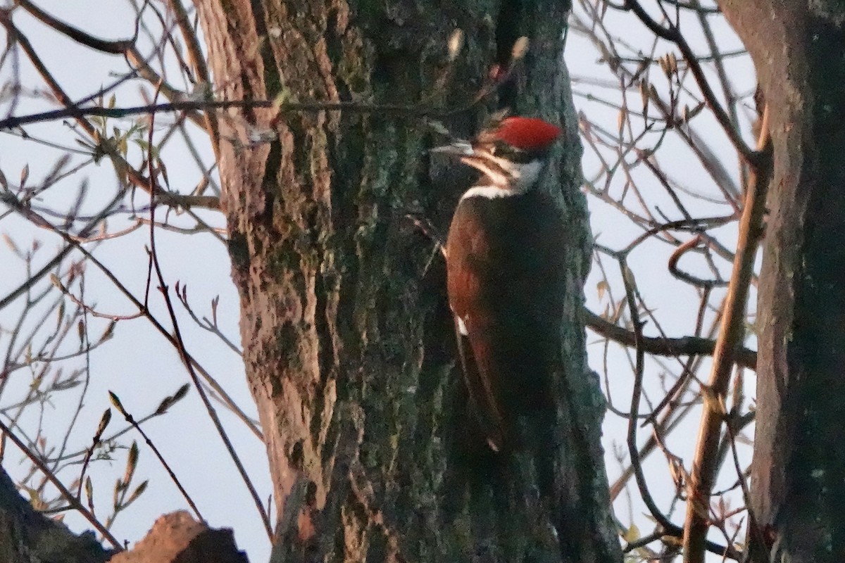 Pileated Woodpecker - ML563040611