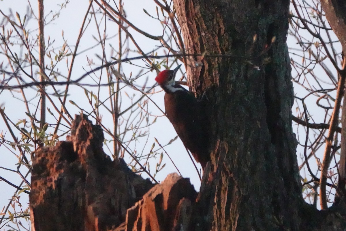 Pileated Woodpecker - ML563040621