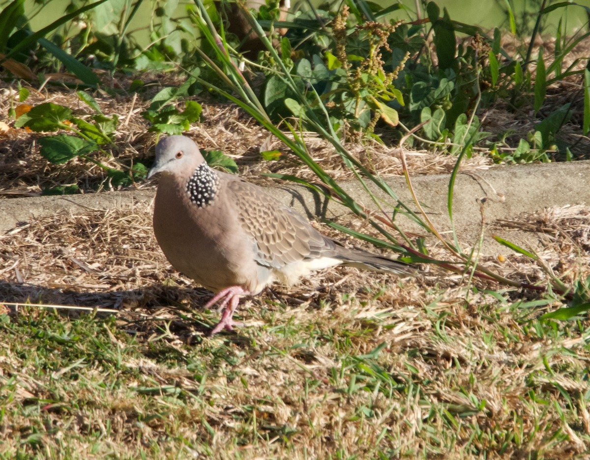 Spotted Dove - ML563042261