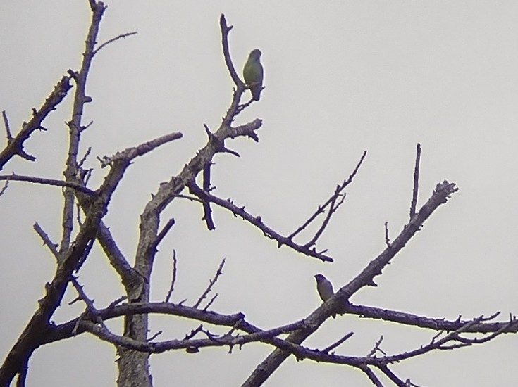 Sulawesi Hanging-Parrot - ML563042791