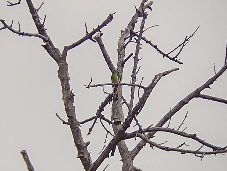Sulawesi Hanging-Parrot - ML563042851