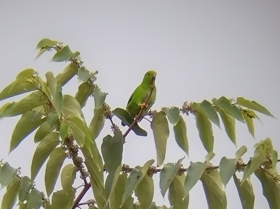 Sulawesi Hanging-Parrot - ML563042991