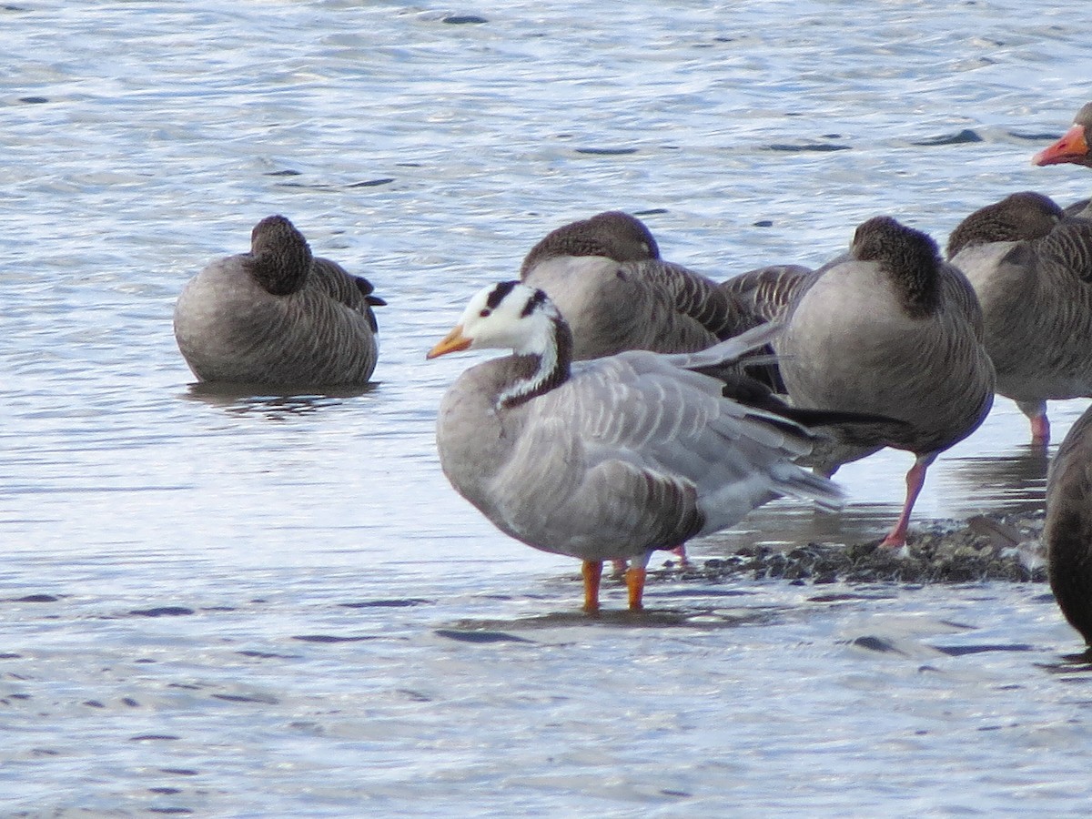 Bar-headed Goose - ML563043611