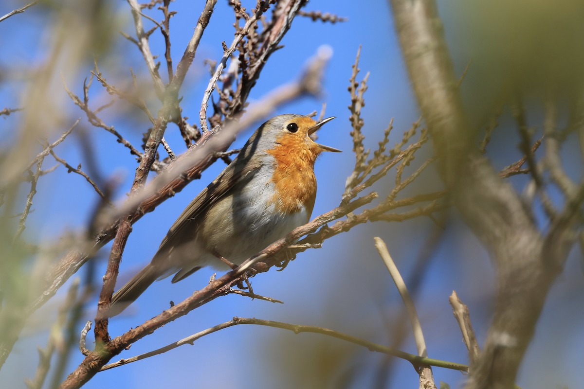 European Robin - ML563044011