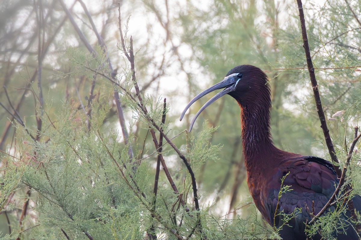 Glossy Ibis - ML563044421