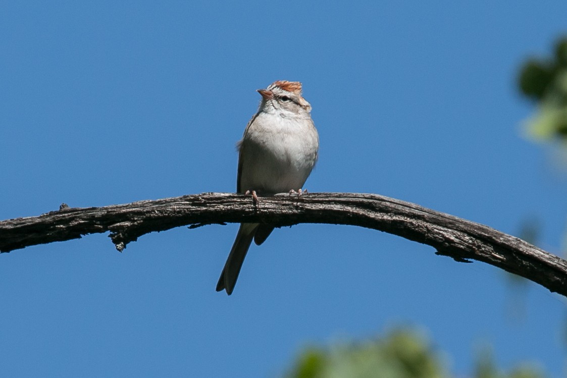 Chipping Sparrow - ML56304461