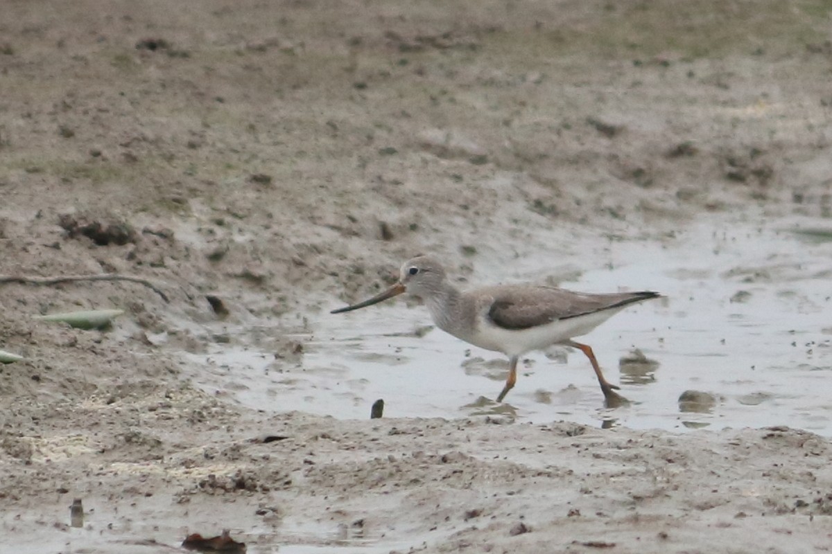 Terek Sandpiper - ML563045631