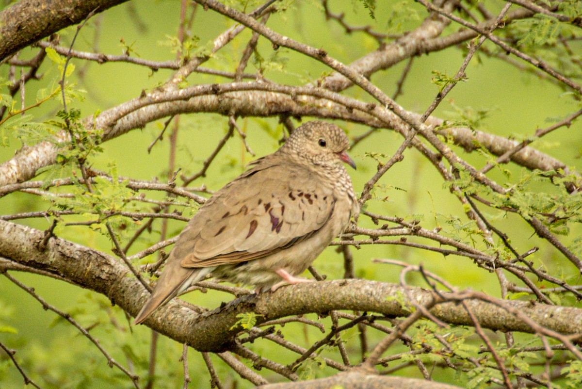 Common Ground Dove - Michael Warner