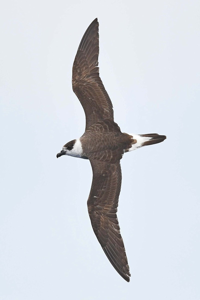 Black-capped Petrel (White-faced) - ML563046661