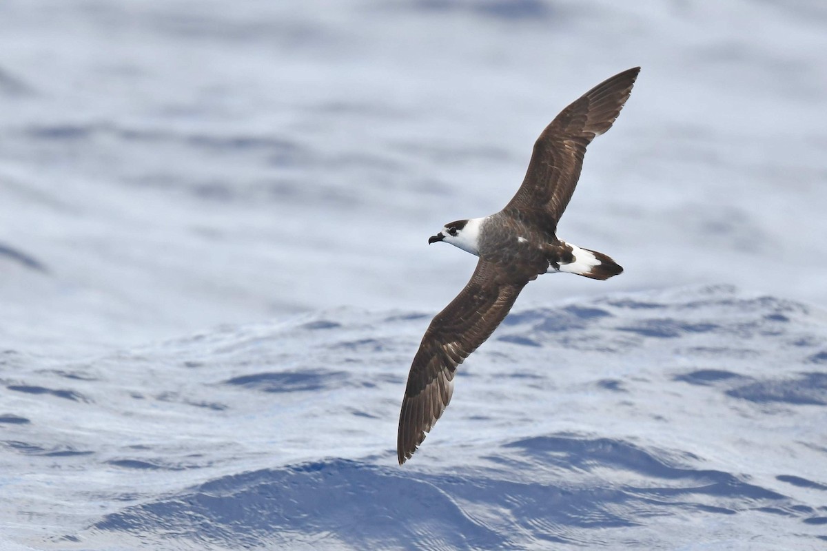 Black-capped Petrel (White-faced) - ML563046681