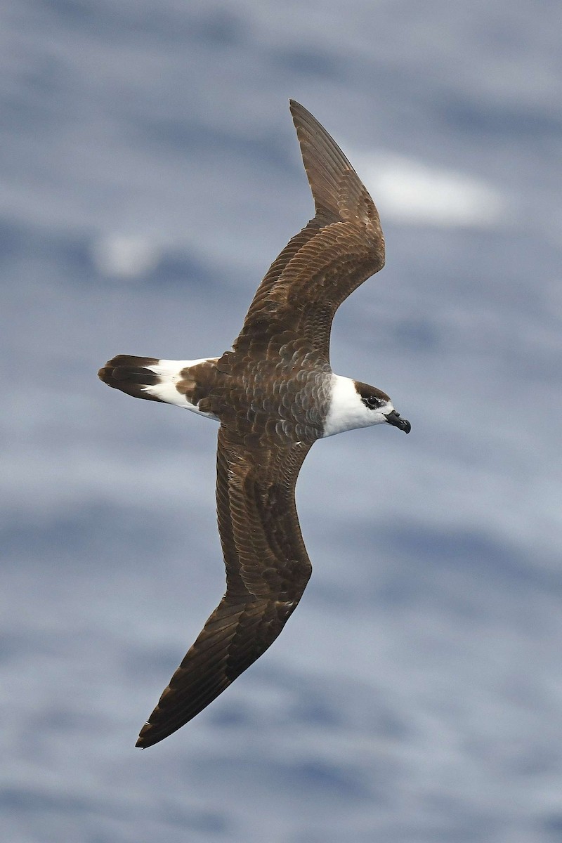 Black-capped Petrel (White-faced) - ML563046701