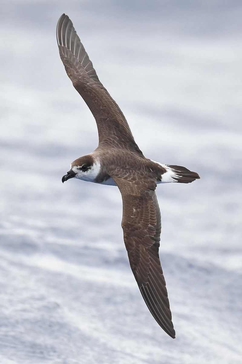 Black-capped Petrel (Dark-faced) - ML563046811