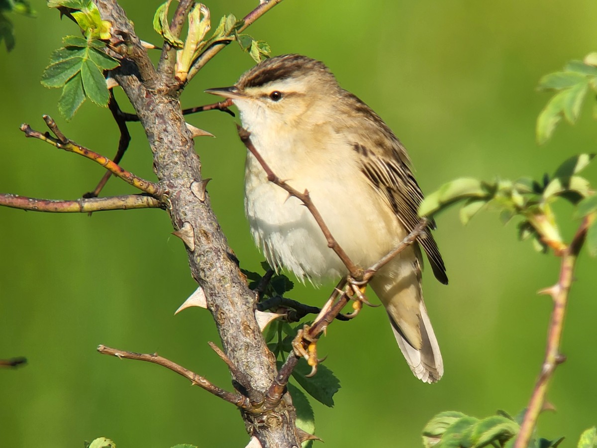 Sedge Warbler - ML563047341