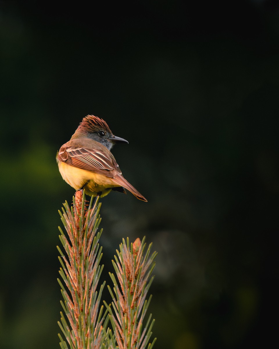 Great Crested Flycatcher - ML563047641