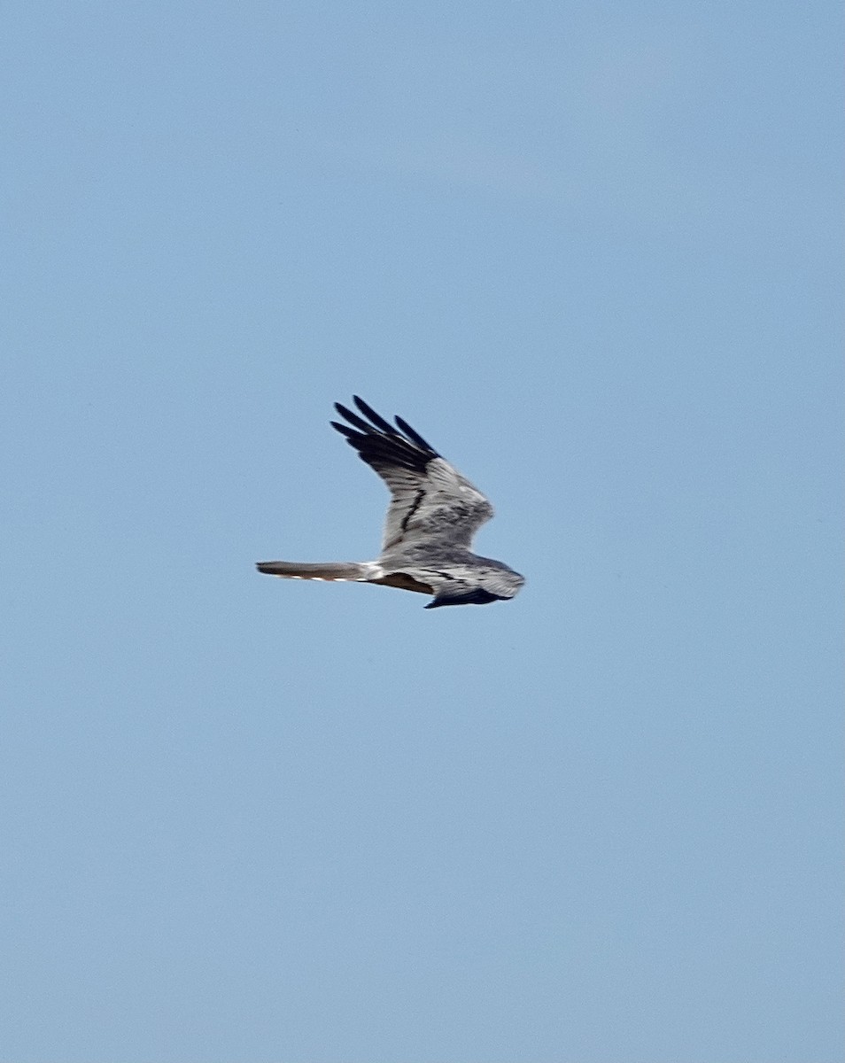 Aguilucho Cenizo - ML563048681