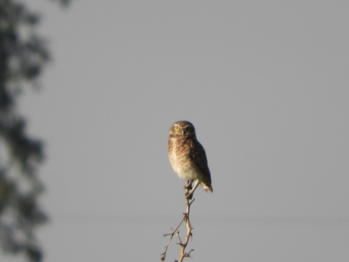 Burrowing Owl - ML563051031