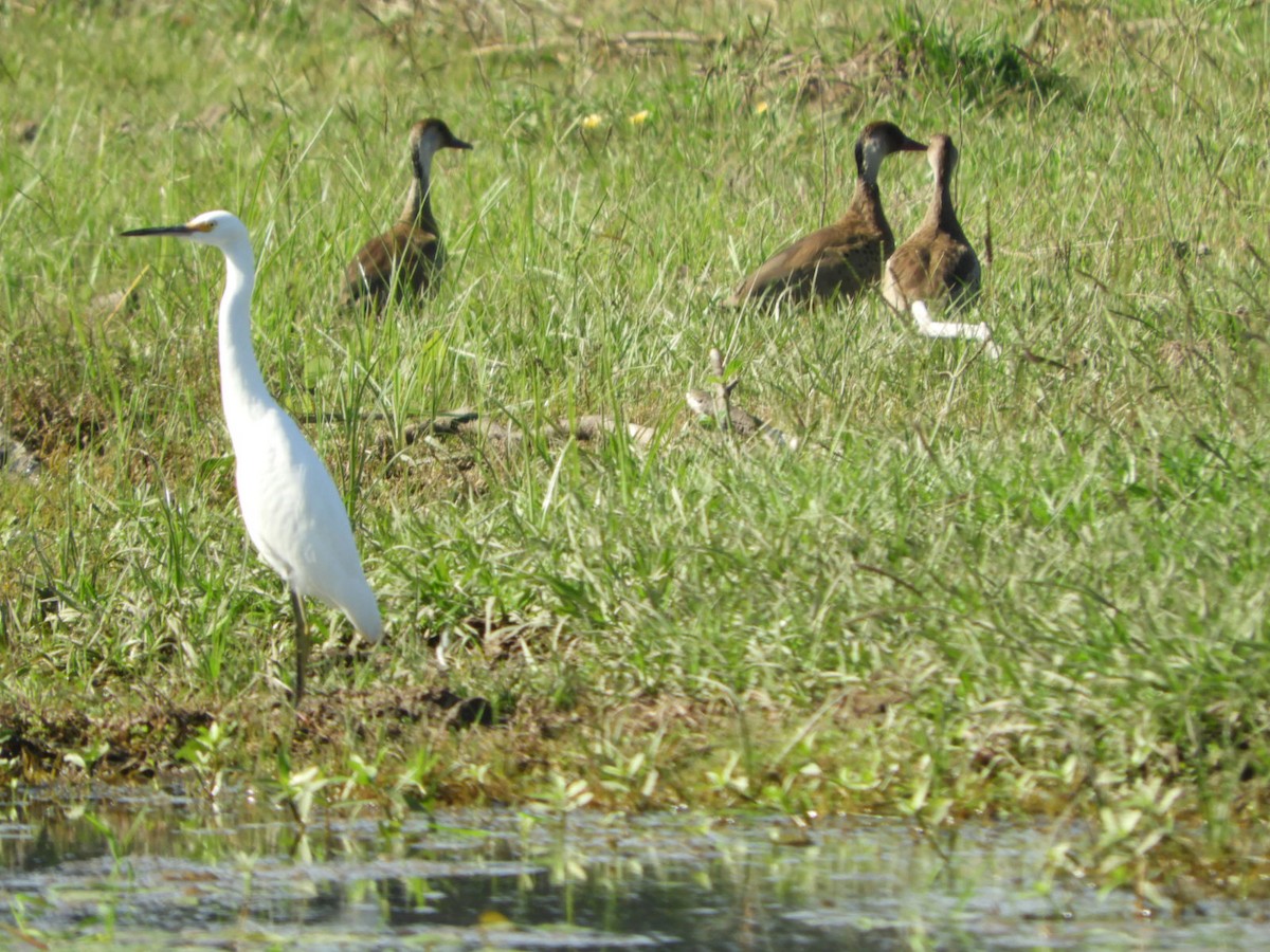 Snowy Egret - ML563051591