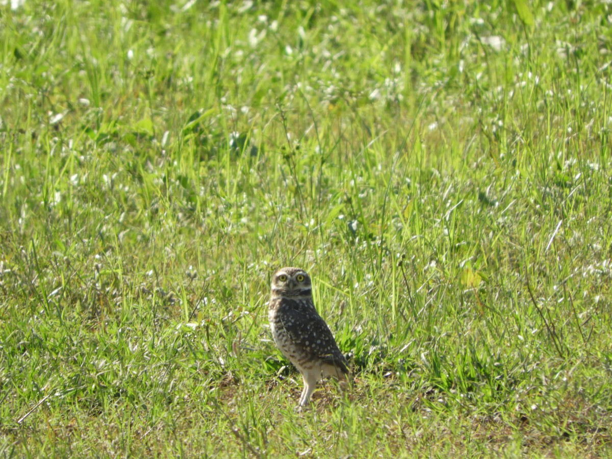 Burrowing Owl - Silvia Enggist