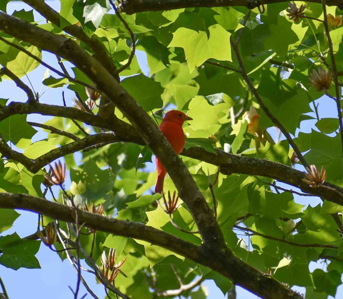 Summer Tanager - ML563052001