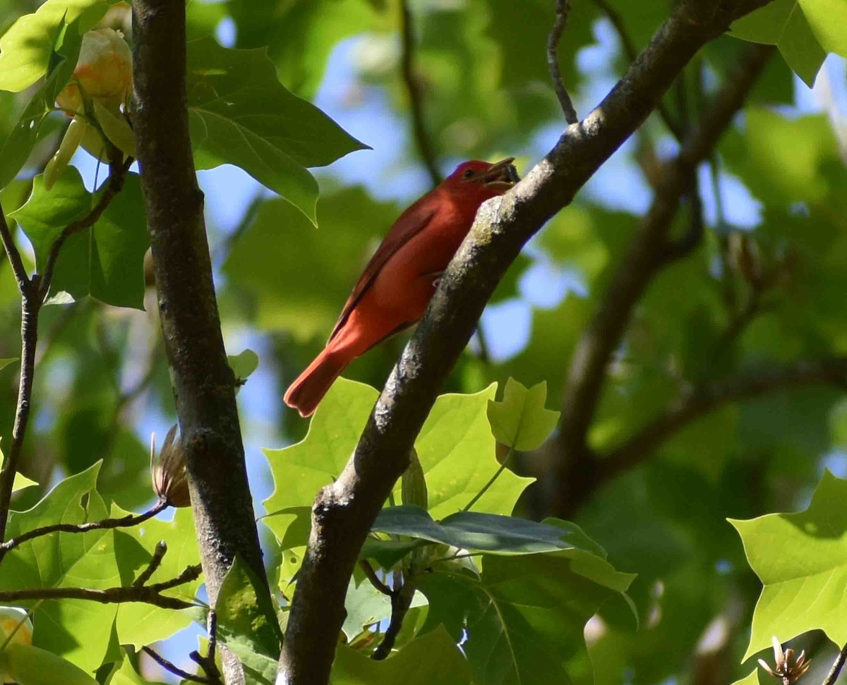 Summer Tanager - ML563052011
