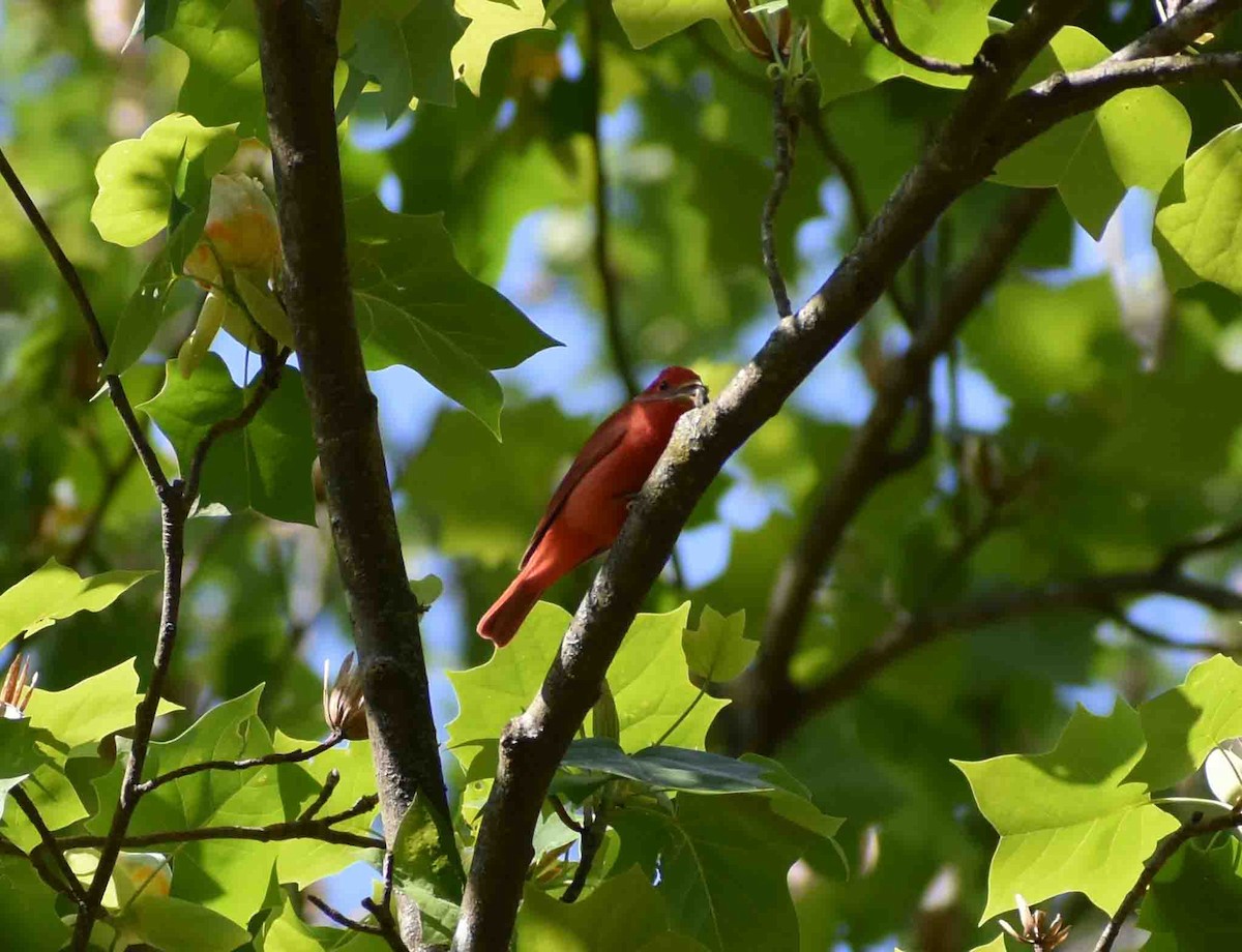 Summer Tanager - ML563052021