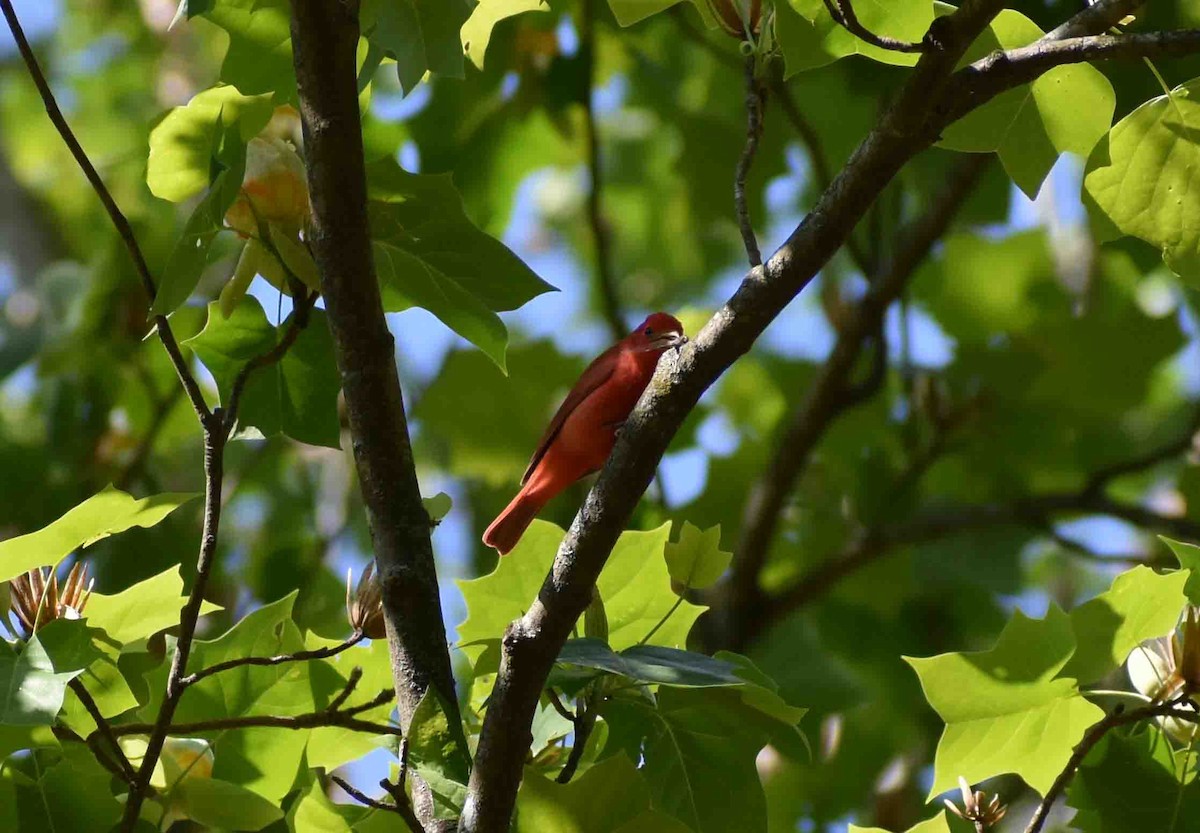 Summer Tanager - ML563052031