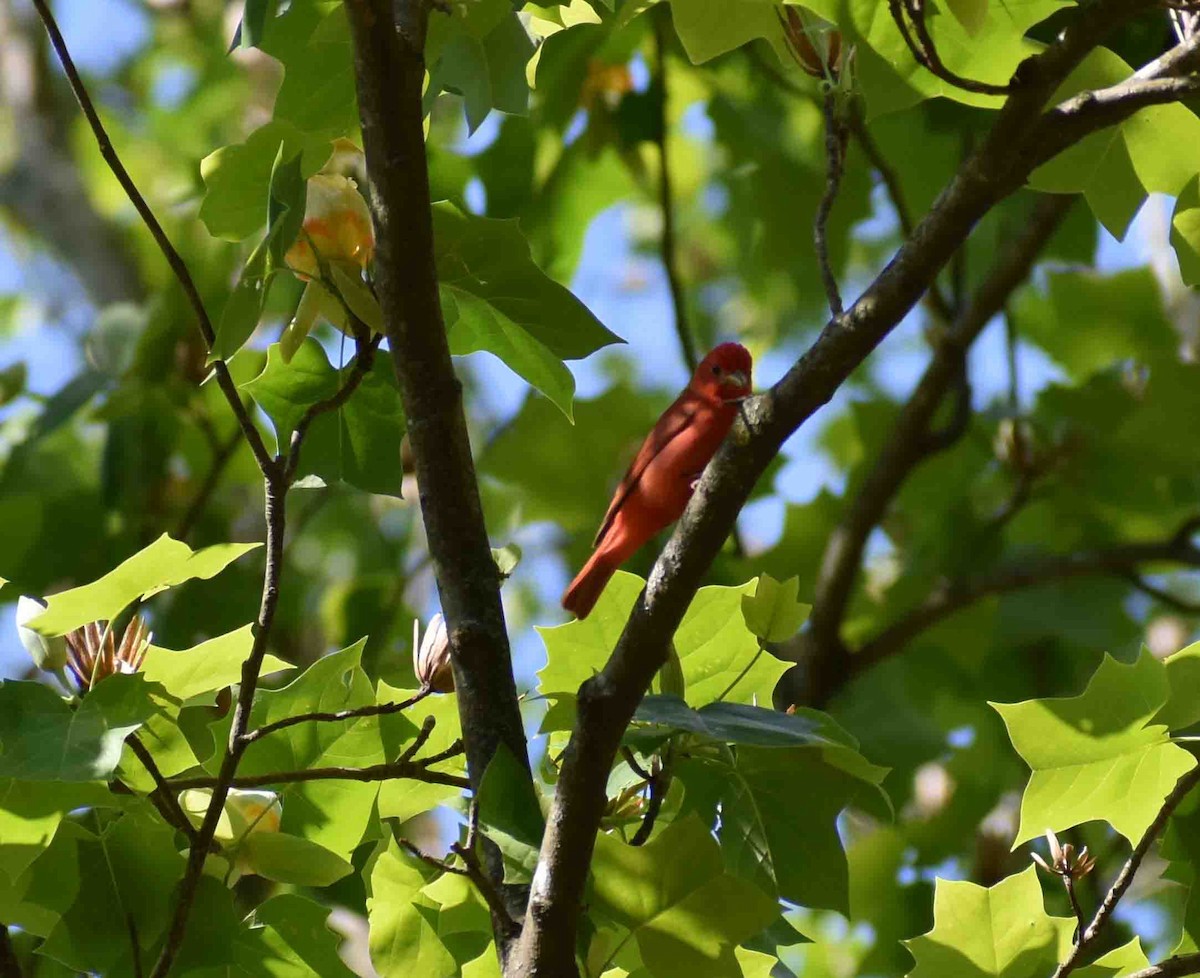 Summer Tanager - ML563052041