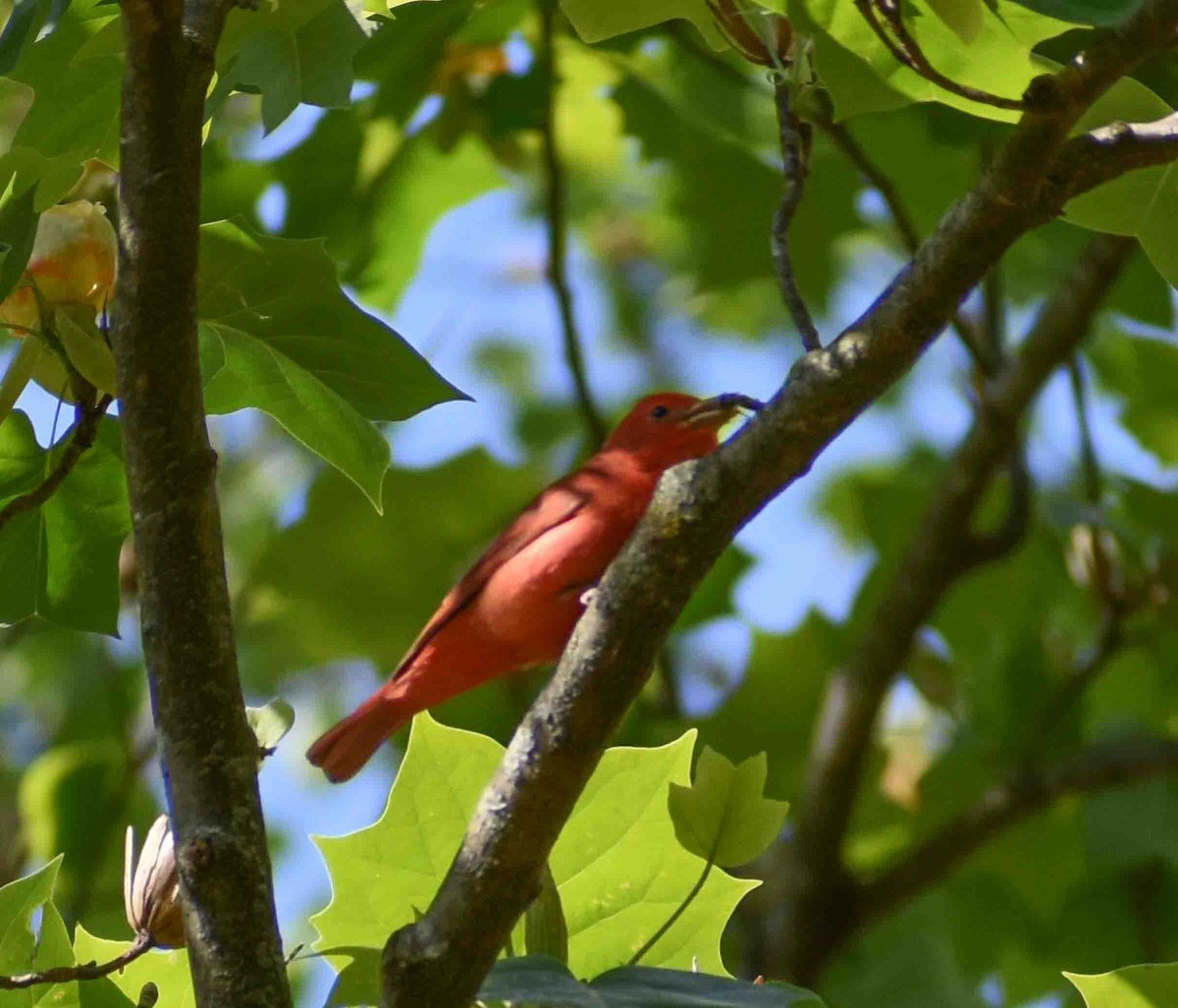 Summer Tanager - ML563052051