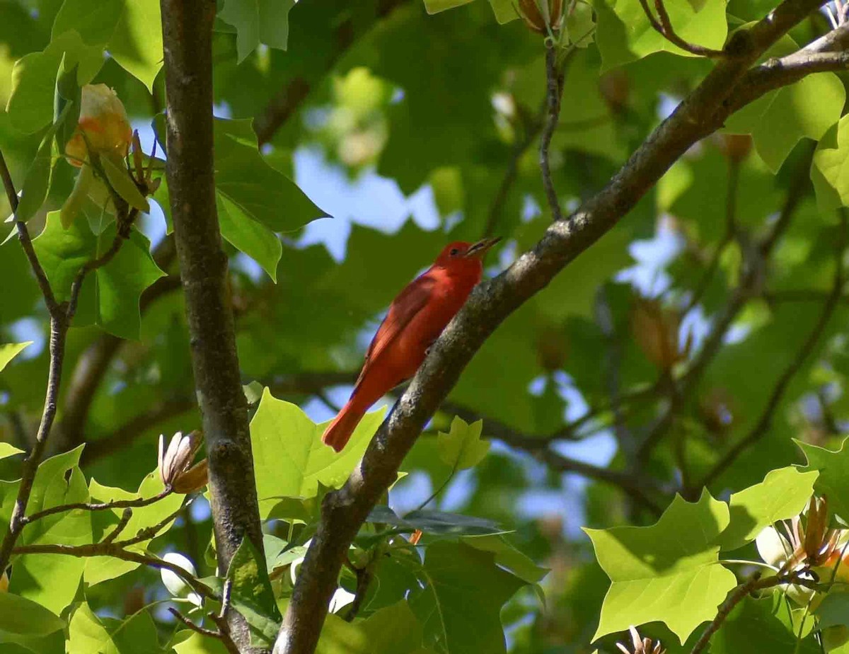 Summer Tanager - ML563052061